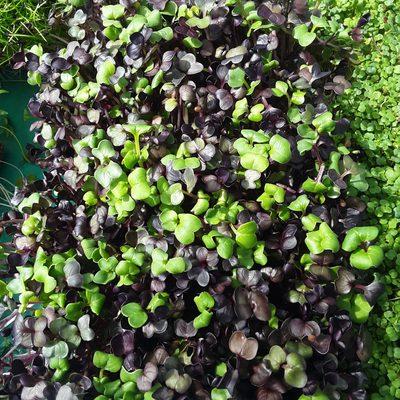 Radish Microgreens