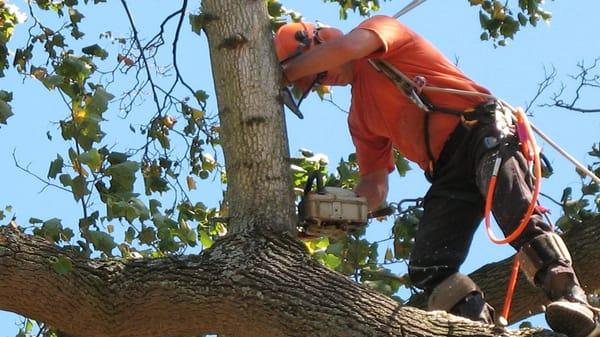 VZ Tree Care