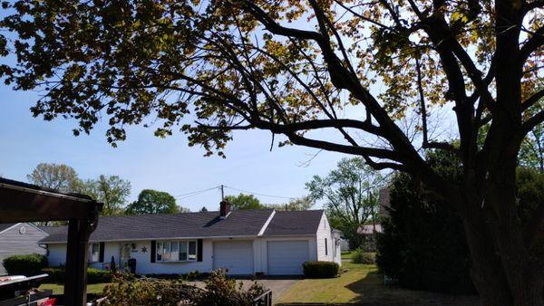 Jm And Db Trees And Landscape