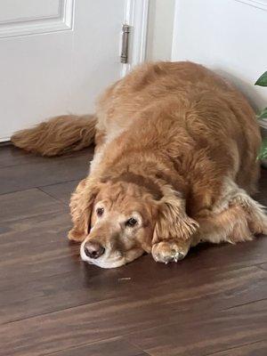 Wycliff Animal Clinic