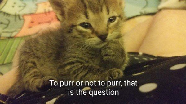 Paradise Animal Rescue