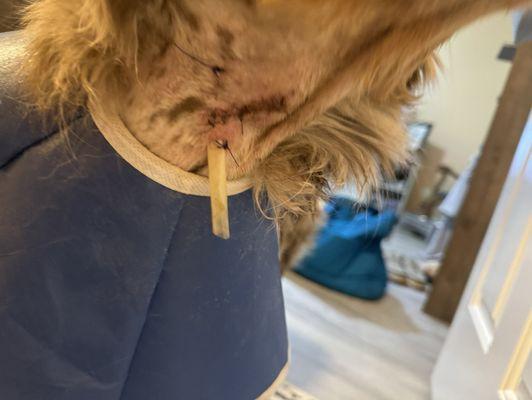 Gaston Low-Cost Spay/Neuter Clinic