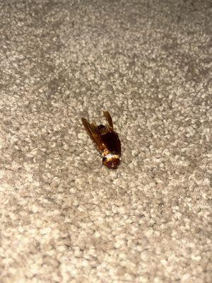 Sahara/Playa Palms Apartments