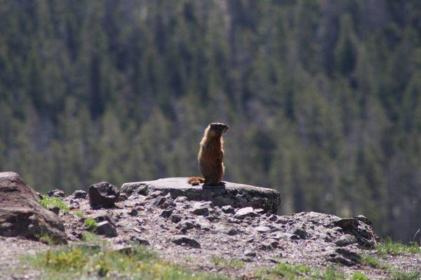 Mountain Mikes Transportation dba Veteran Car Service