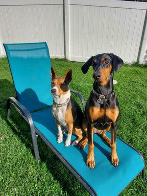 Dog N It Hotel and Daycare