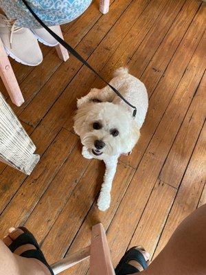 Mong Mong Pet Salon & Spa