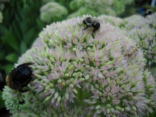 South Pleasantburg Nursery