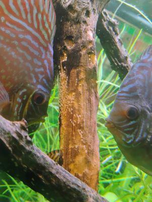 Chicago Discus