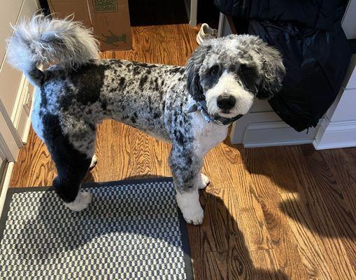 Stuart- after full grooming