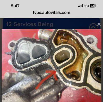 Tom's Bulldog Automotive