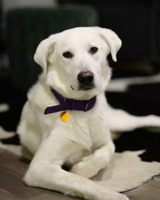 Humane Society Of Central Texas