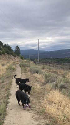 Mountain Mutts of La Plata