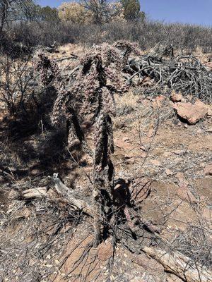 Davis Mountains Preserve