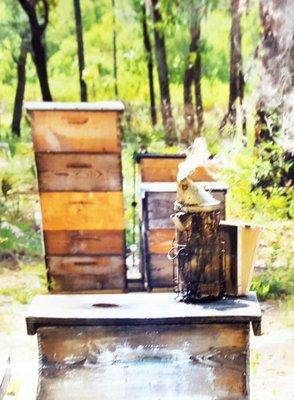 A mild smoke calms the bees down while working around the hive.