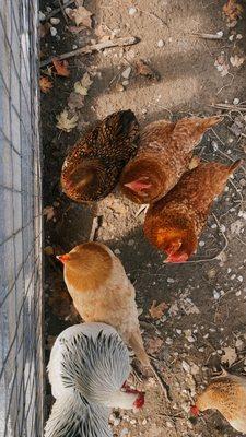 Look at all those chickens!
