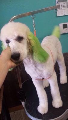 Dog Gone Cute Pet Salon