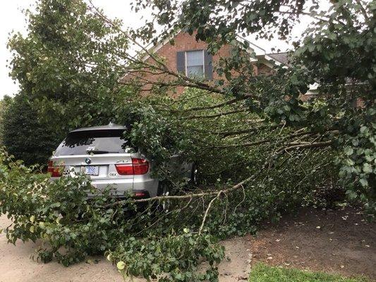 Perry's Tree Service