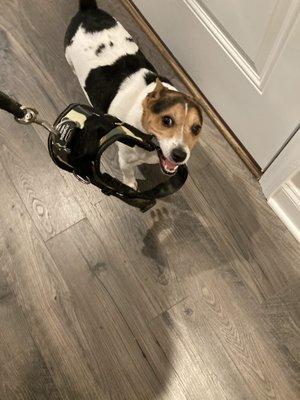 Pure Love Pet Sitting