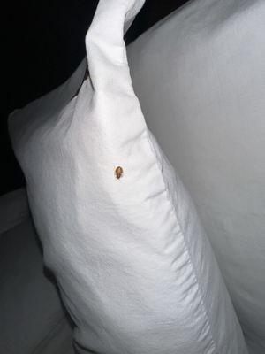 Red Roof PLUS+ Pittsburgh South - Airport