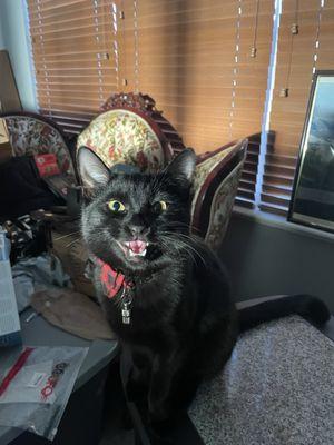 Pi$$ed Off Hex Cat that will get you for your crimes!!!