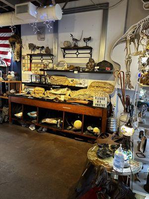 Lake Arrowhead Jurassic Fossils