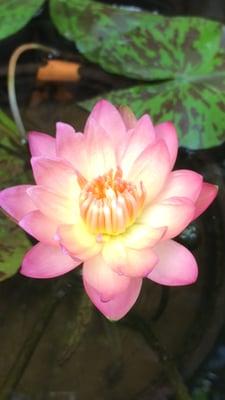 Jason M Florimonte, MD