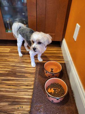 Sydnee’s Pet Grooming