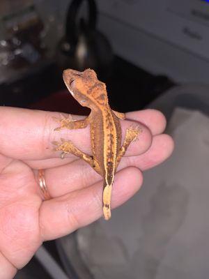 Scales 'N Tails - Colorado Springs