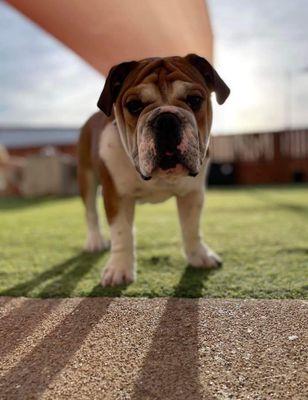 Free playtime with boarding and grooming