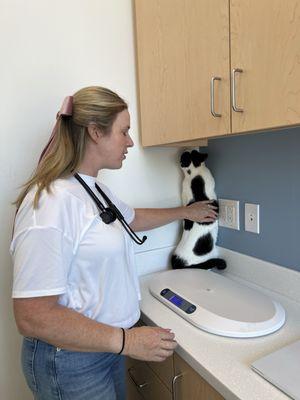 North County Animal Hospital