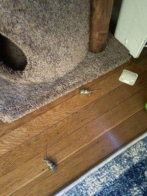 The Metropolitan - Collingswood