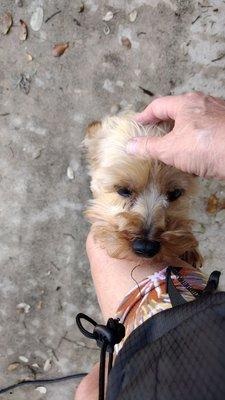 Just Fur A While Pet Services