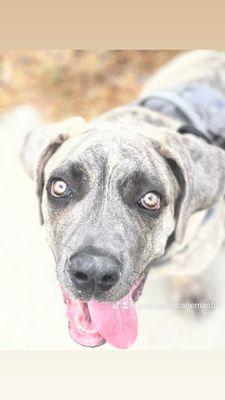 23 days later looking good thanks Dr Butchko