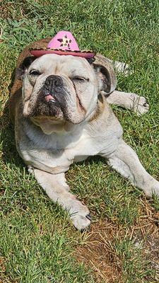 Hilltop Animal Hospital