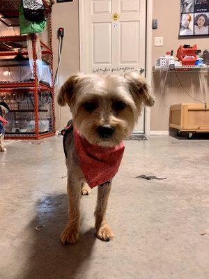 Jocelyn’s Garage Grooming