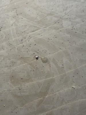 More termite frass mere months after treatment I paid over 3000 dollars for.