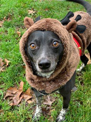 Lake Oswego Pet Sitting