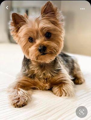 Classic Cuts Pet Grooming