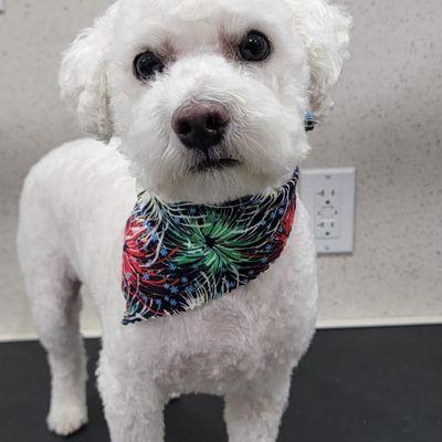 Mobile Grooming My Favorite Pet Spa