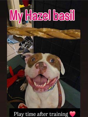 Persistent Paws Dog Training