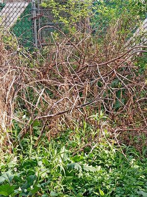 Earth, Wind And Leaves Landscaping