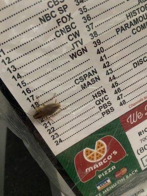 Cockroach