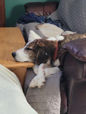 Joe hanging out at home.