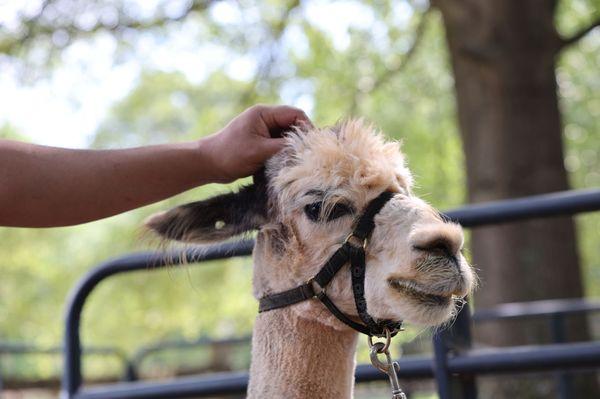 Who knew Alpacas are soooo soft and friendly!
