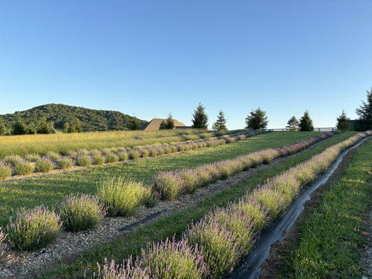 Rows of lavender in various stages of bloom (younger plants)