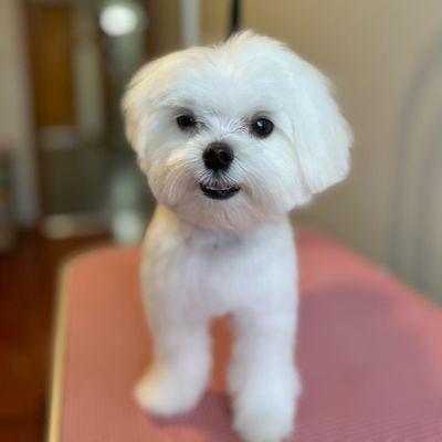 Bubbles by Bubbles Grooming