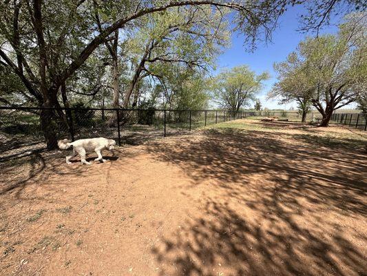 Big dog side at Clinton Dog Park on route 66