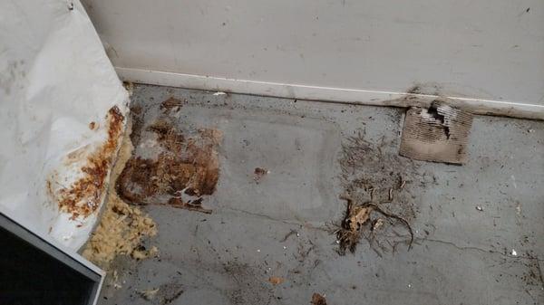 Rats in and under our boxes and totes in their storage facitlity.