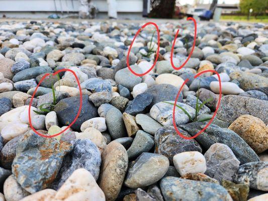 NT Landscaping Service