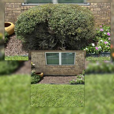 Eco-Pro Tree and Hauling